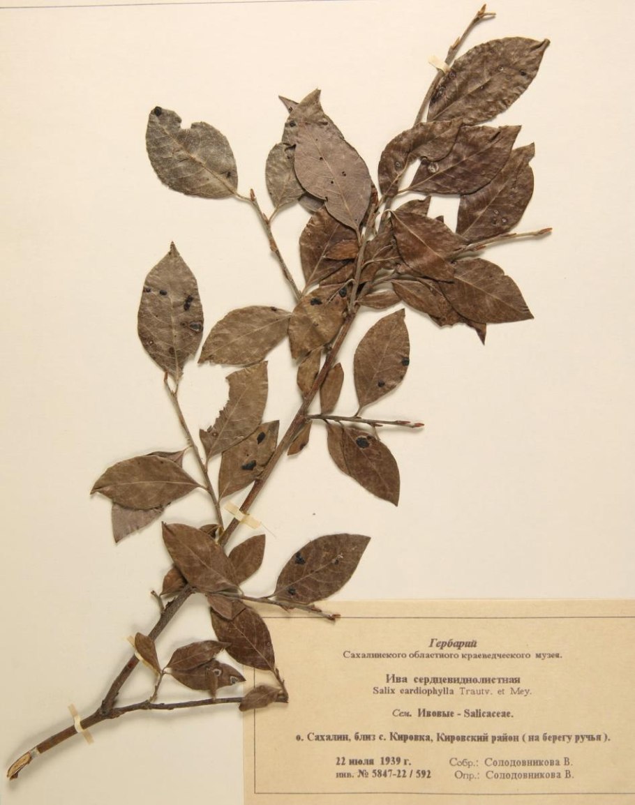 Груша иволистная (Pyrus salicifolia 'pendula')