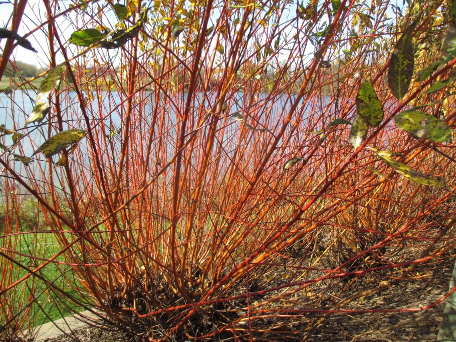 Ива пурпурная Маяк