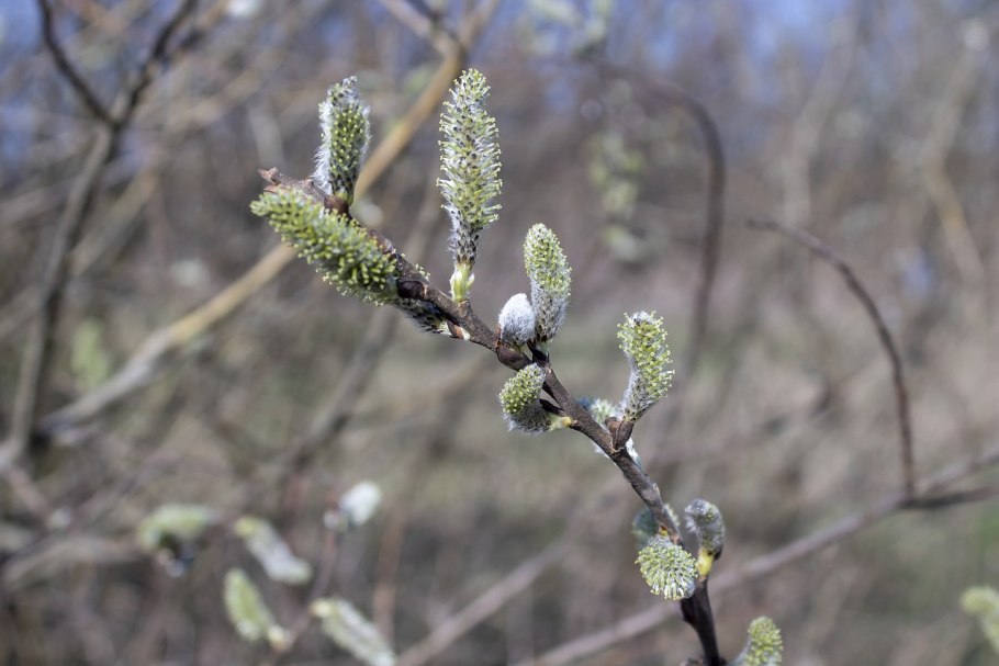 Дерево Ива сердцевиднолистная