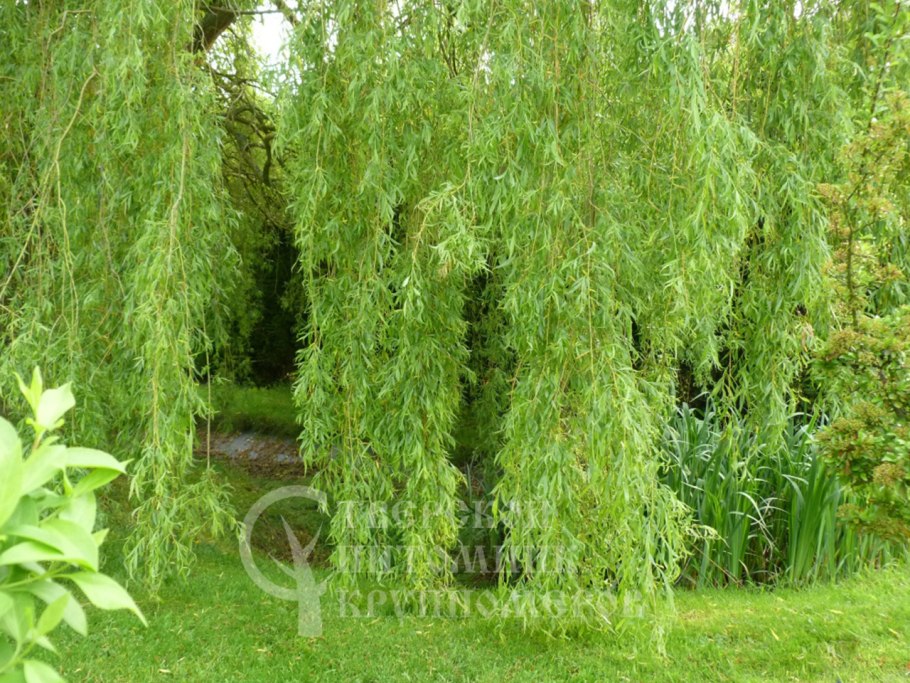 Ива белая плакучая Тристис