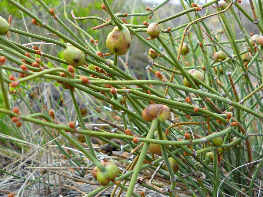 Туя Западная рекурва Нана