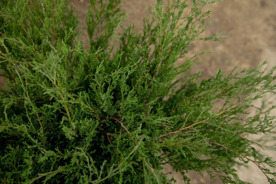 Можжевельник чешуйчатый Hunnetorp