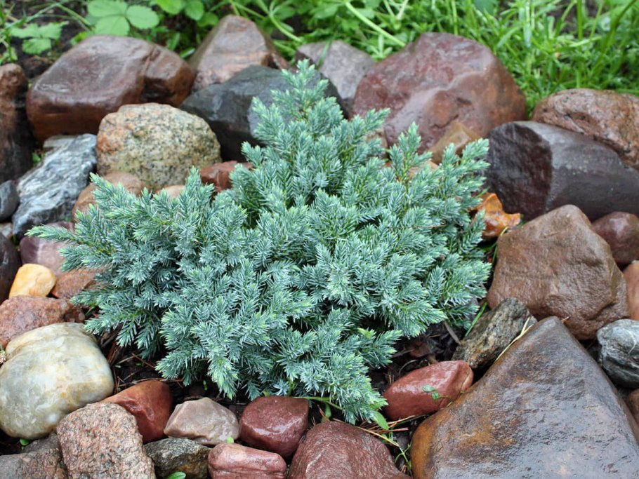 Можжевельник казацкий "Тамарисцифолиа"