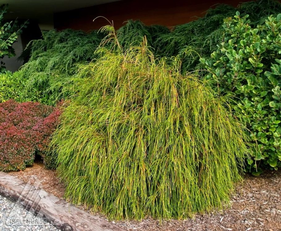 Кипарис горохоплодный Филифера Нана