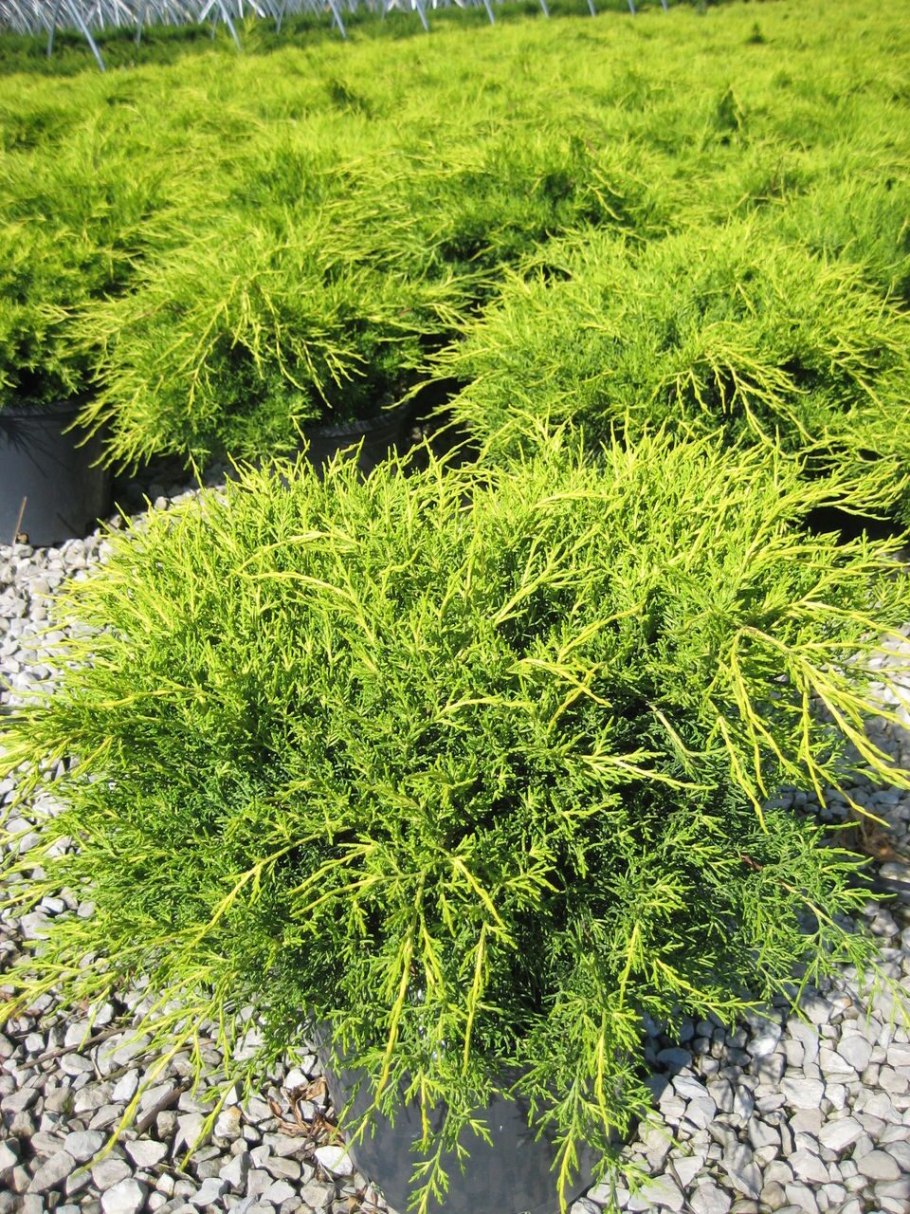 Можжевельник казацкий mas