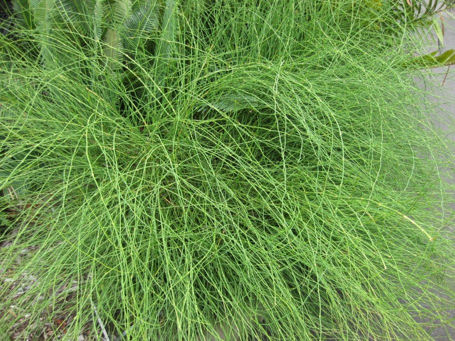 Можжевельник Репанда