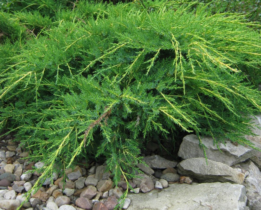 Можжевельник чешуйчатый Hunnetorp