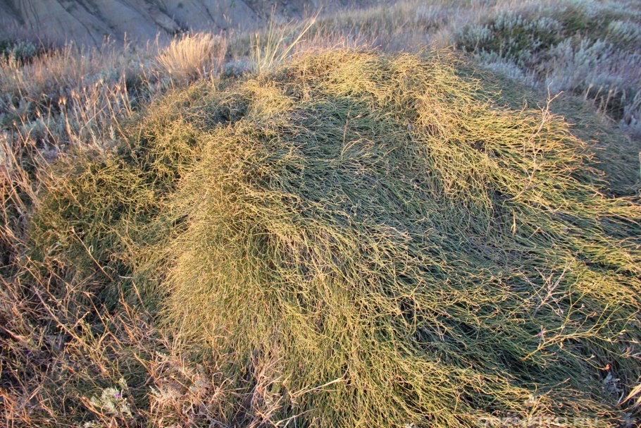 Туя складчатая Випкорд