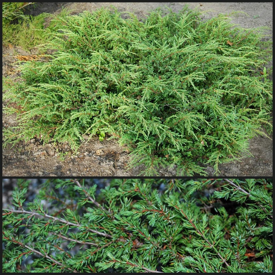 Ель европейская компакта