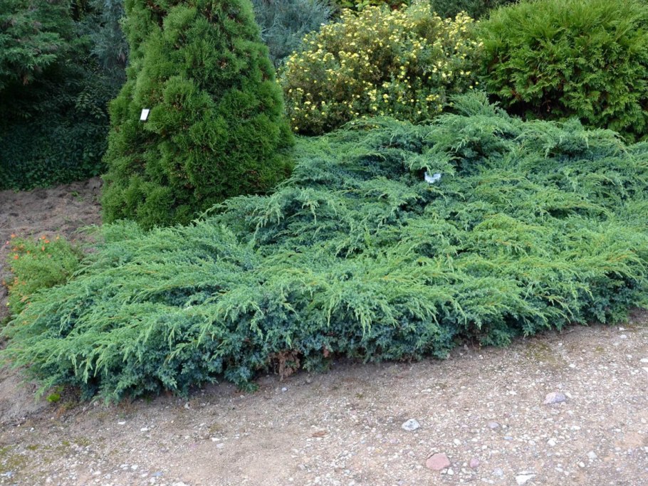 Можжевельник Andorra compacta