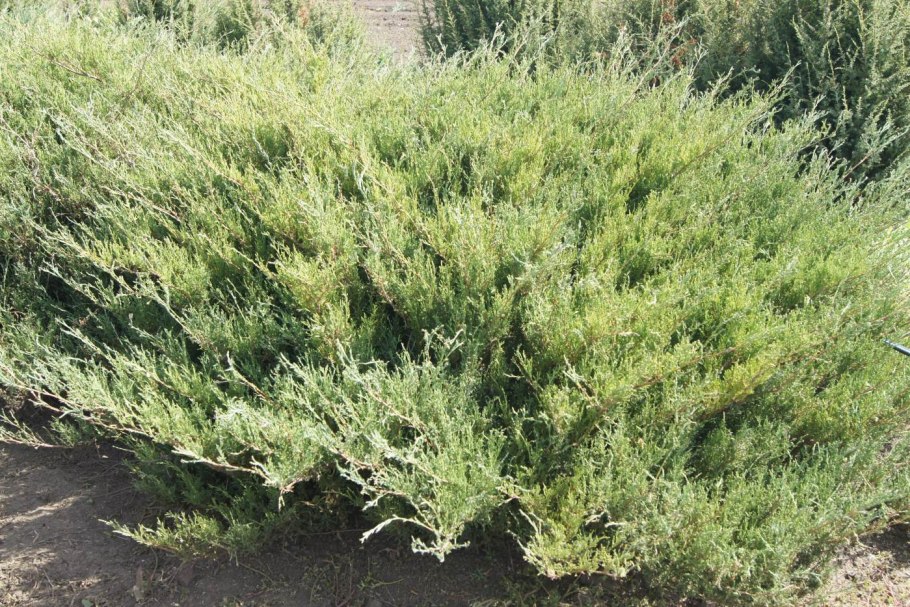 Эфедра хвойник