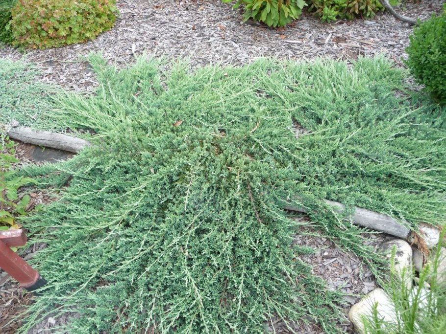 Можжевельник Скуамата Блю