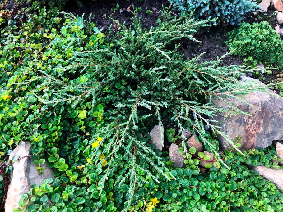 Можжевельник горизонтальный Блю