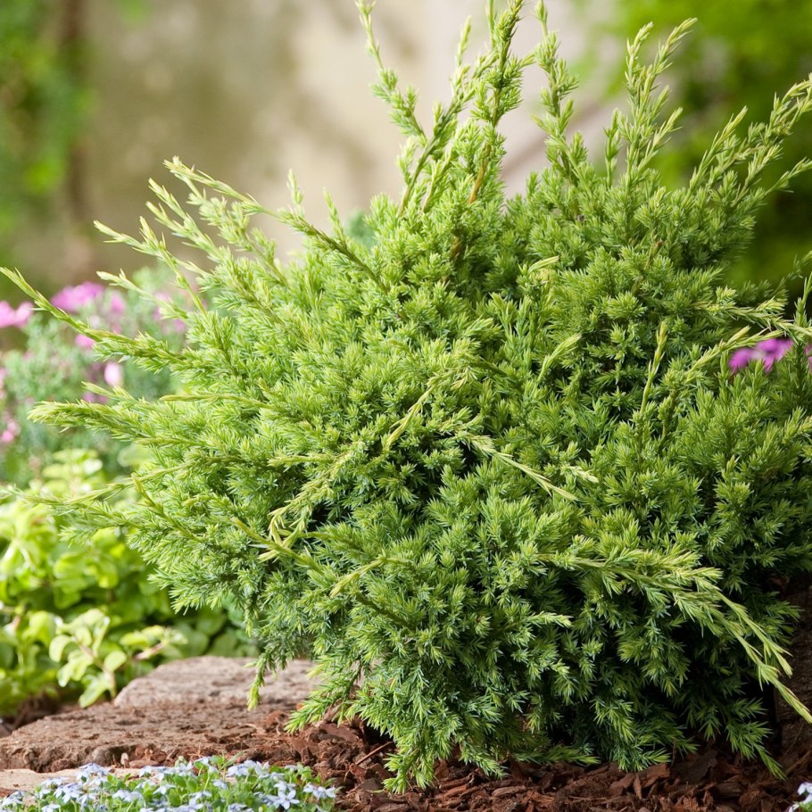 Можжевельник лайм Глоу