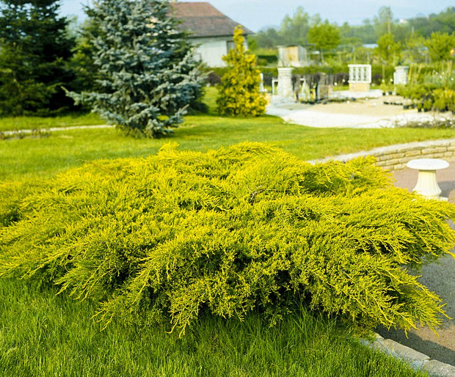 Тсуга канадская Джедело