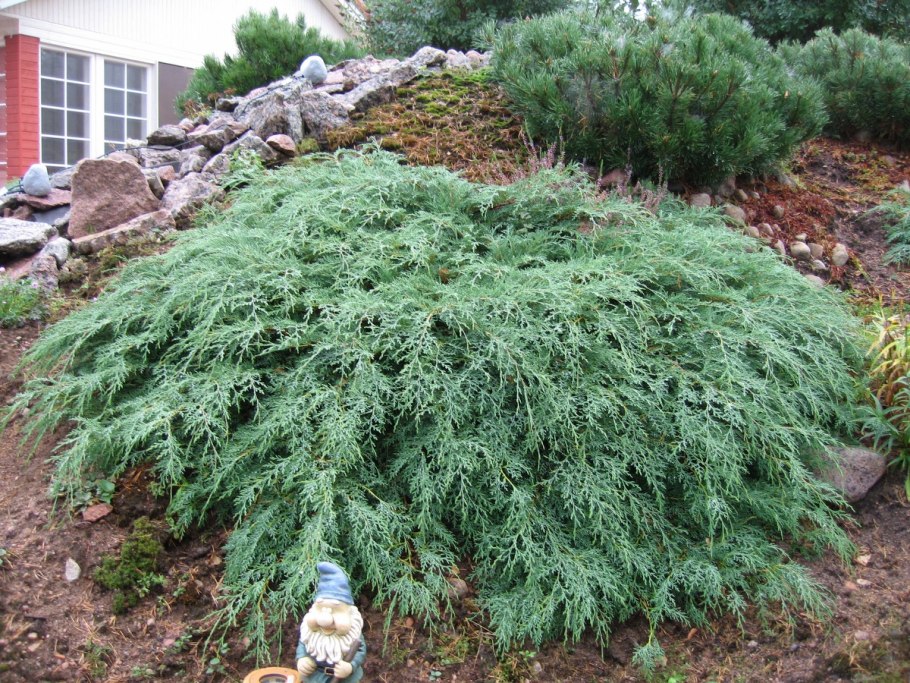 Тсуга канадская джедделох