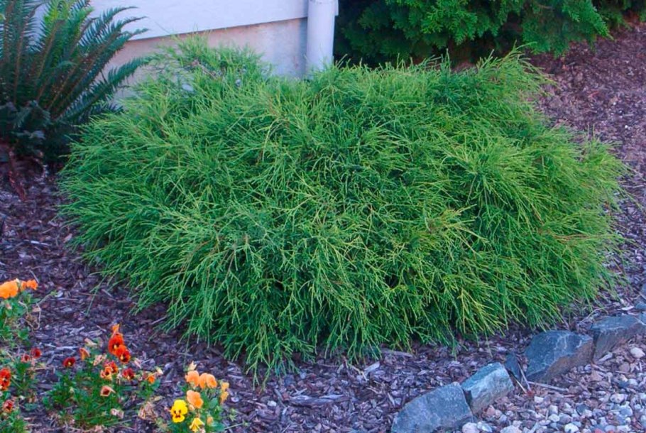 Можжевельник чешуйчатый древовидный