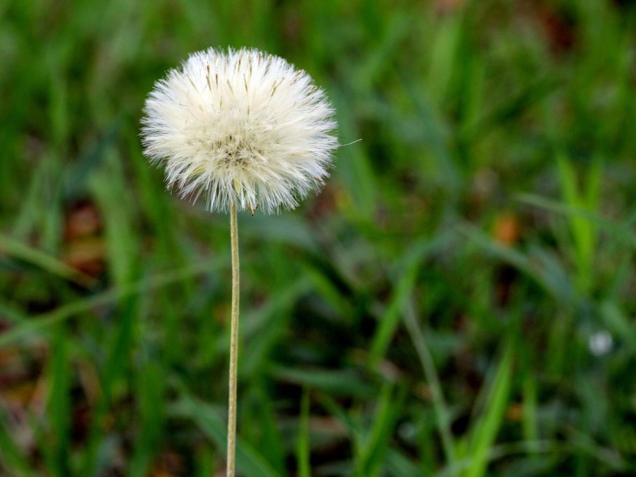 Гинецей лилейных