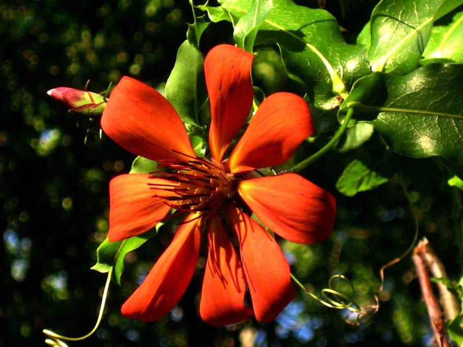 Mutisia coccinea