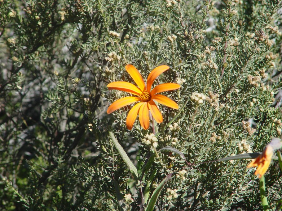 Мутисия ярко-красная