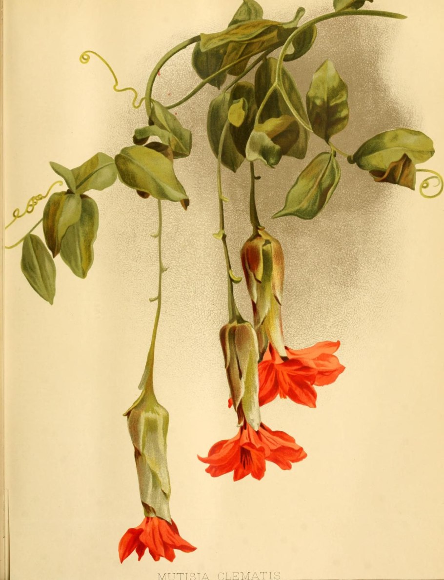 Рой москитов