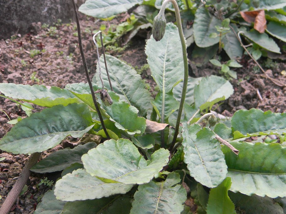 Бонни Роттен школьница