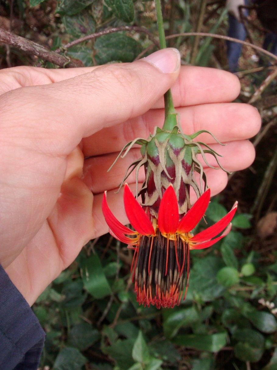Mutisia coccinea
