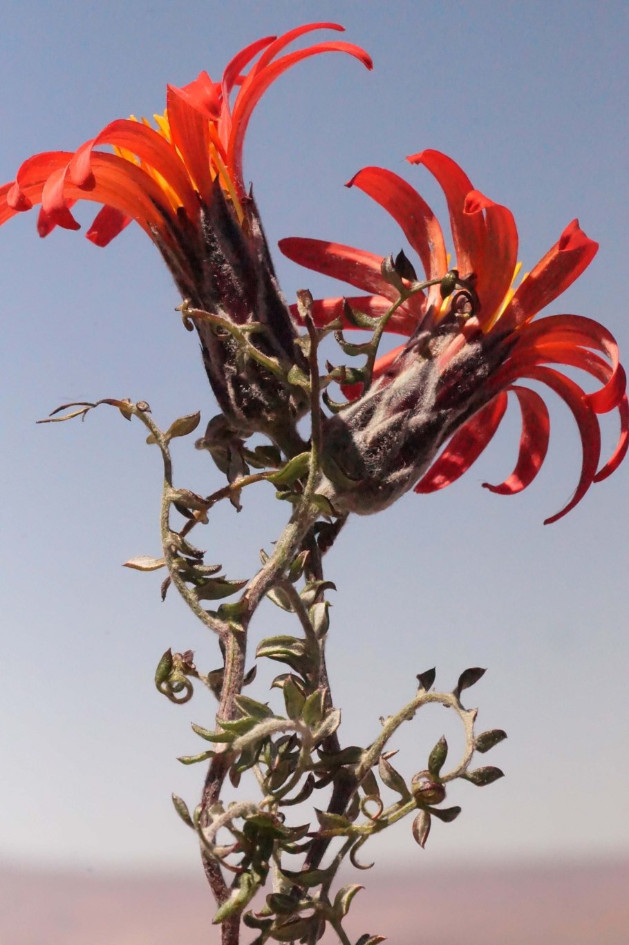 Семейство Астровые