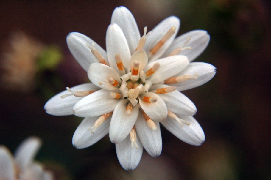 Мутизиевые Mutisieae