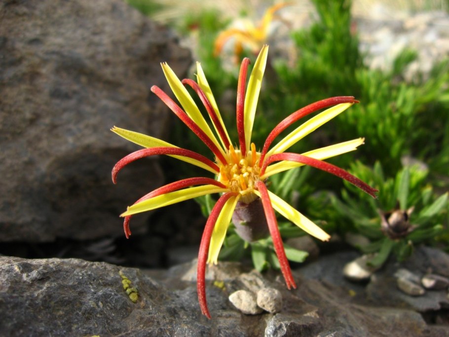 Mutisia coccinea