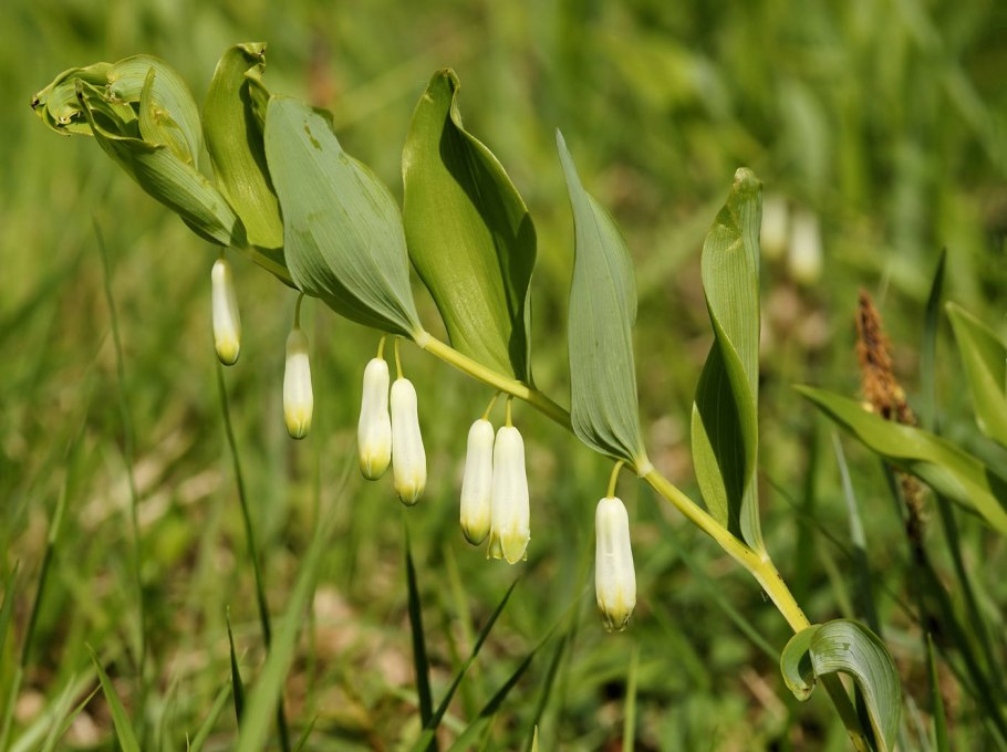 Купена многоцветковая 'giganteum'