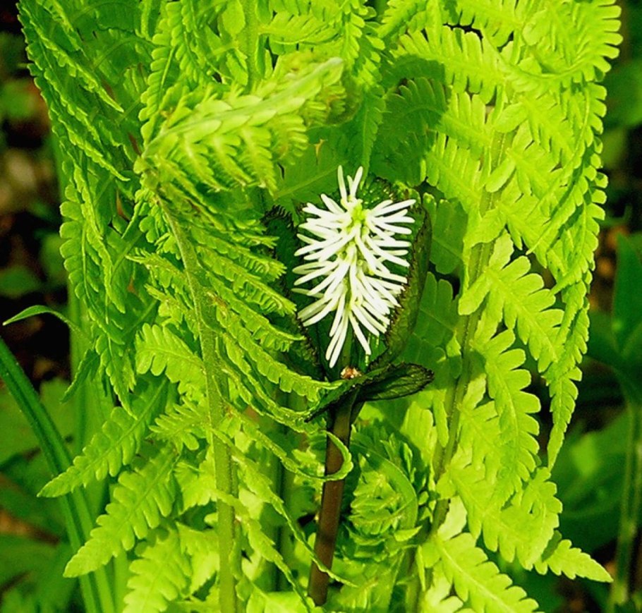 Папоротник Сальвиния