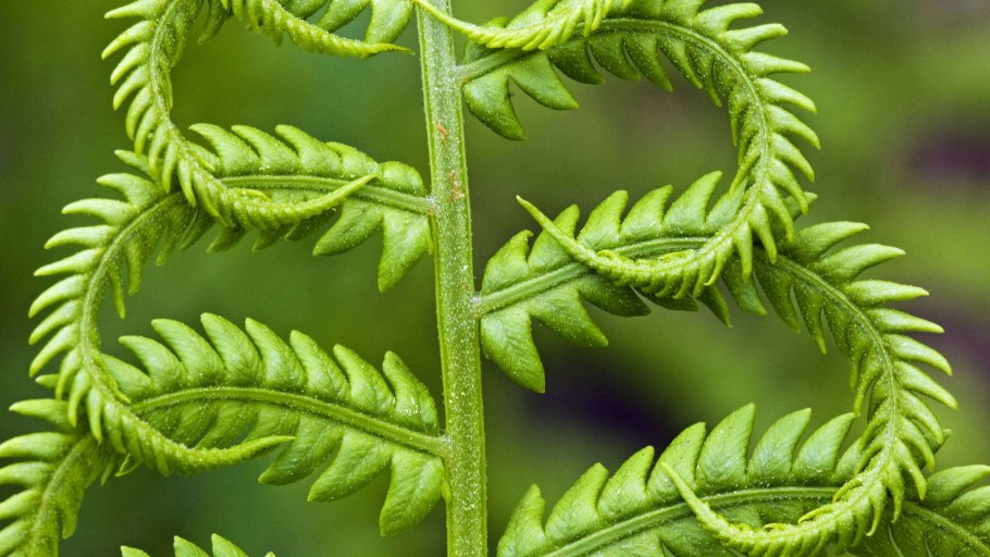 Asplenium scolopendrium Ramocristatum