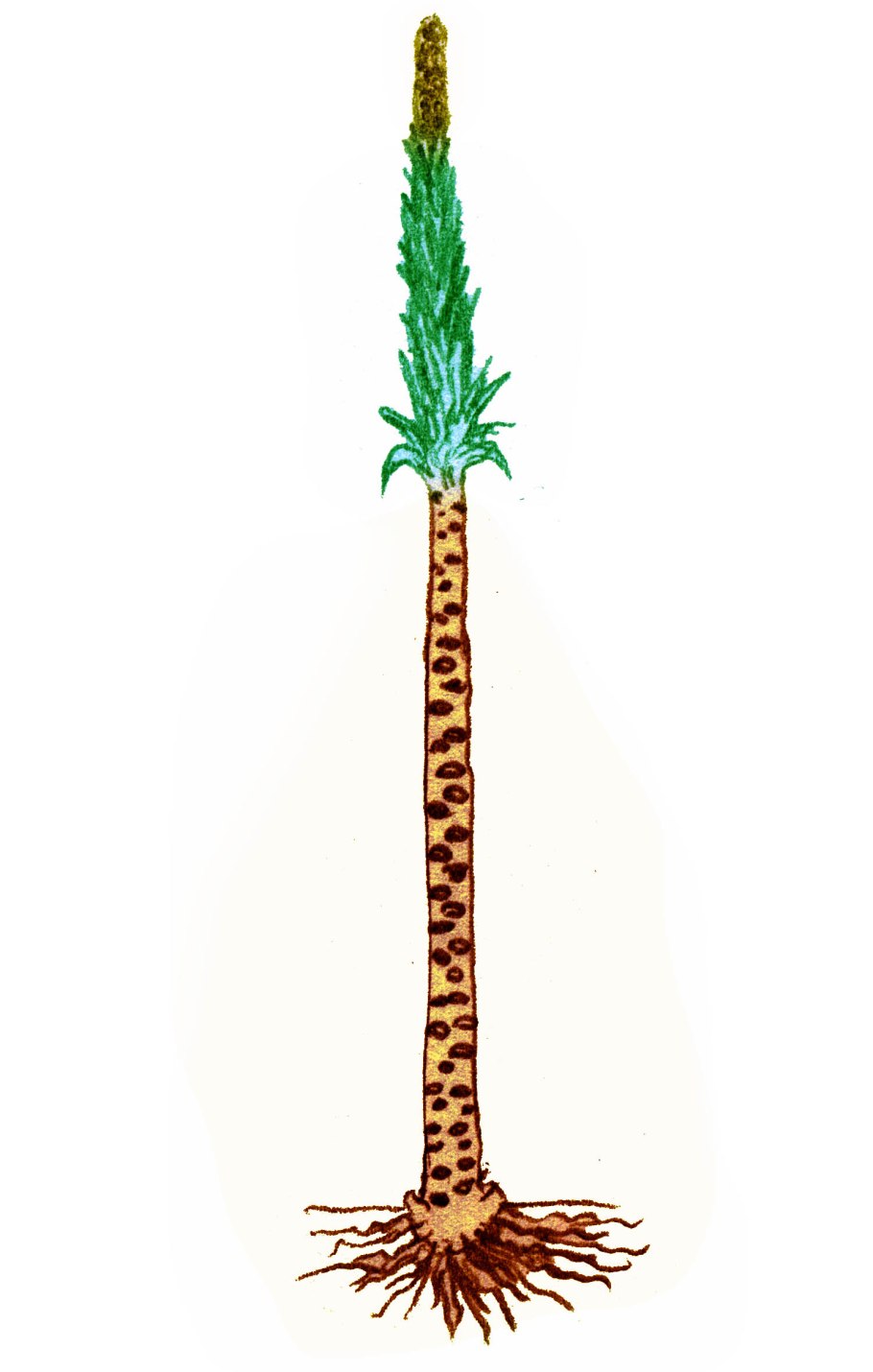 Страусник обыкновенный вайи