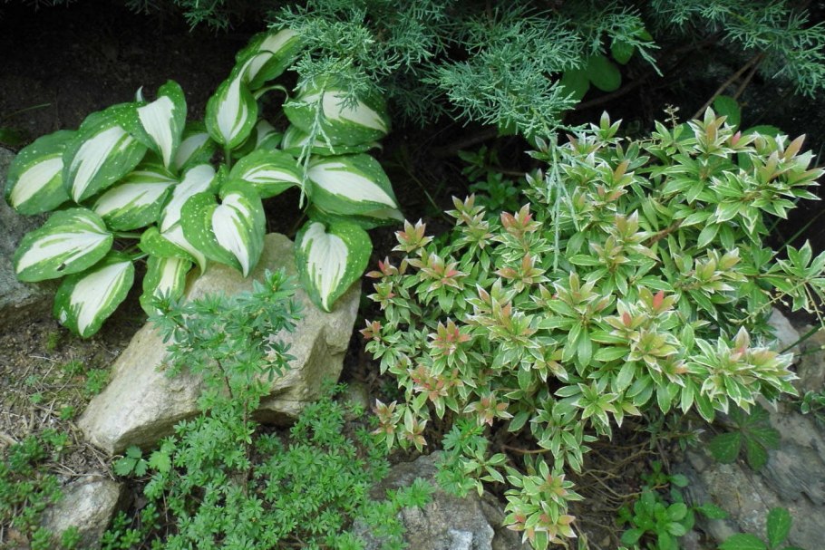 Папоротник орляк цветет