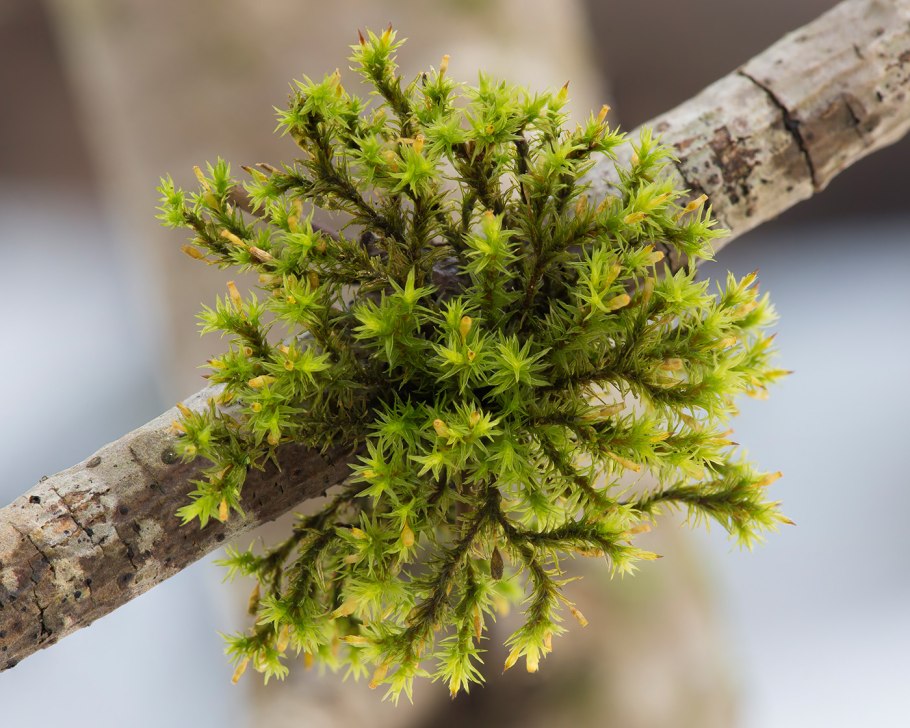 Страусник обыкновенный