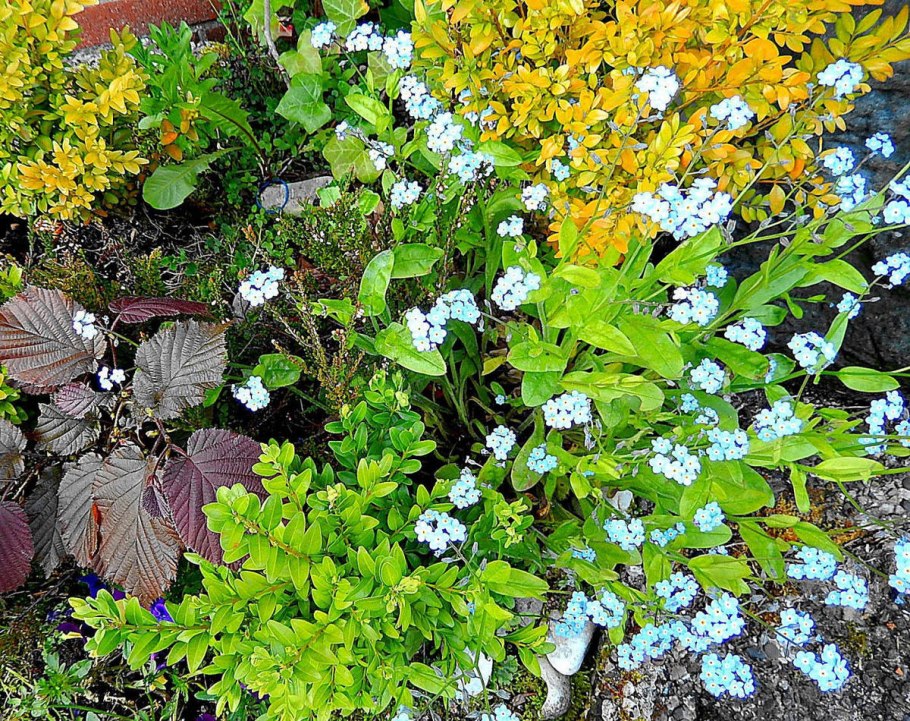 Наземные растения