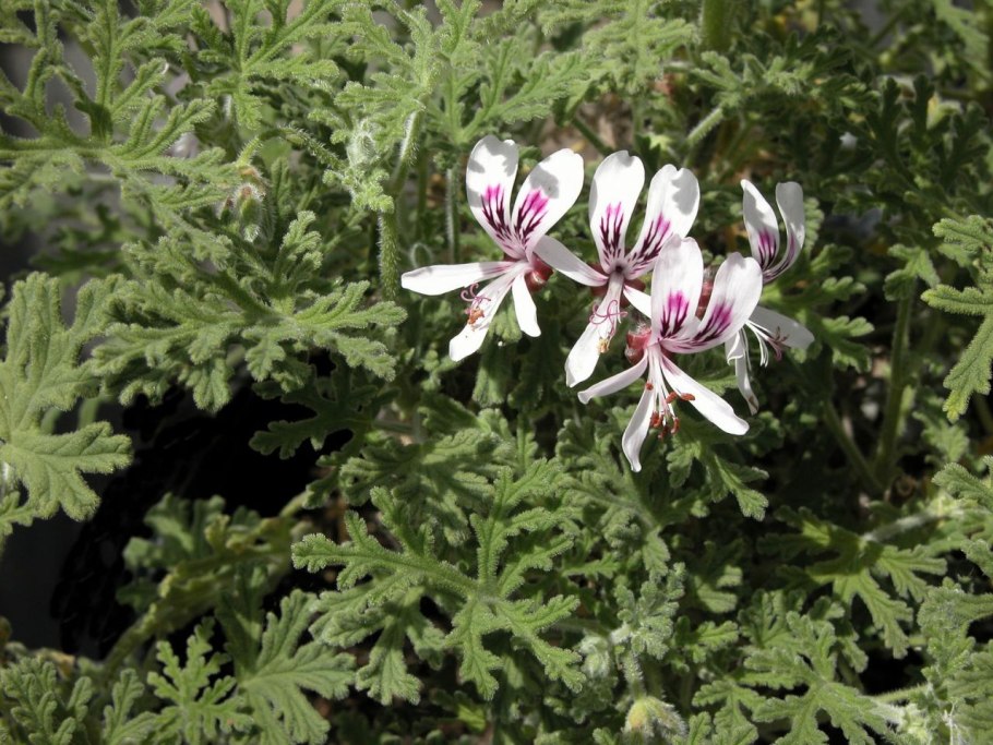 Ареал папоротника орляка