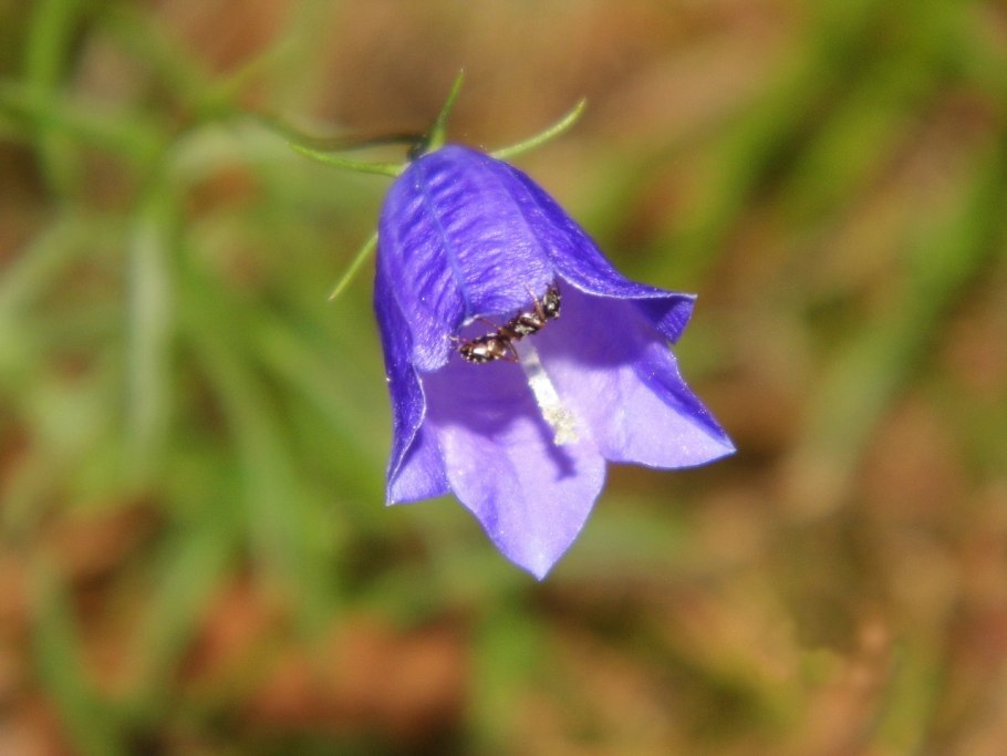 Колокольчик персиколистный (campanula persicifolia)