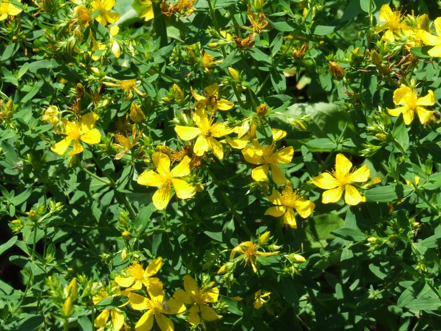 Колумбия лекарственные растения