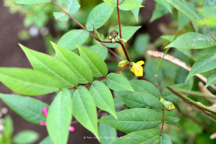 Фото на Мартиника опишите растение на фото