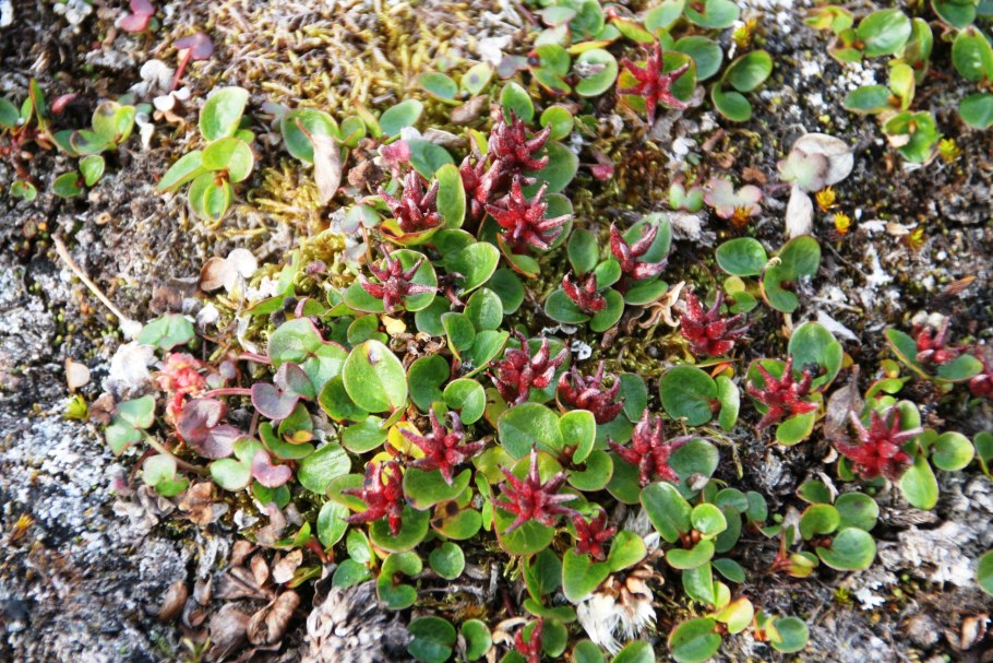 Salix Arctica