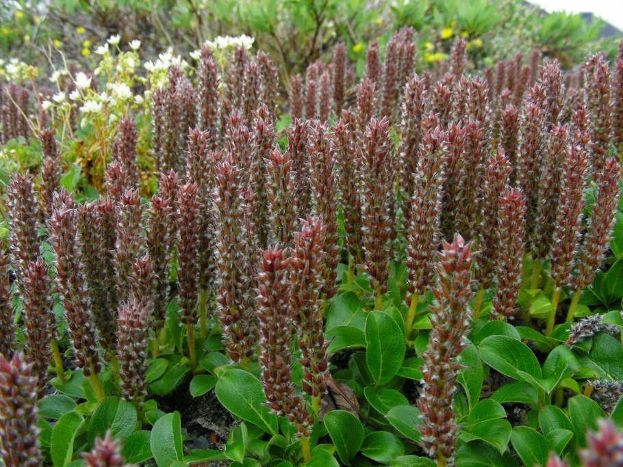 Salix Arctica