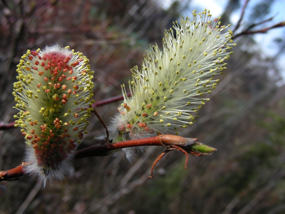 Salix (Ива) kurilensis