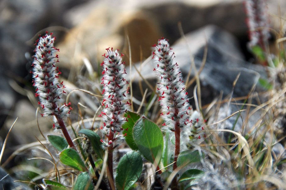 Тундра ягель Полярная Ива