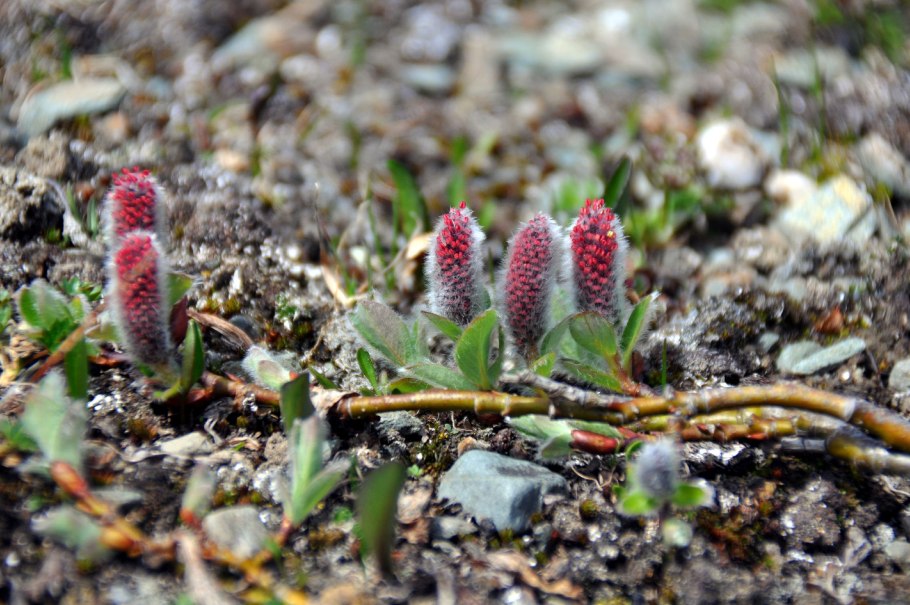 Salix Polaris Ива Полярная