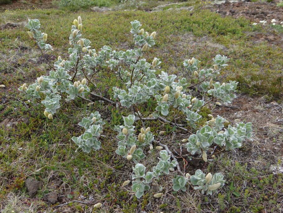 Ива курильская - Salix kurilensis