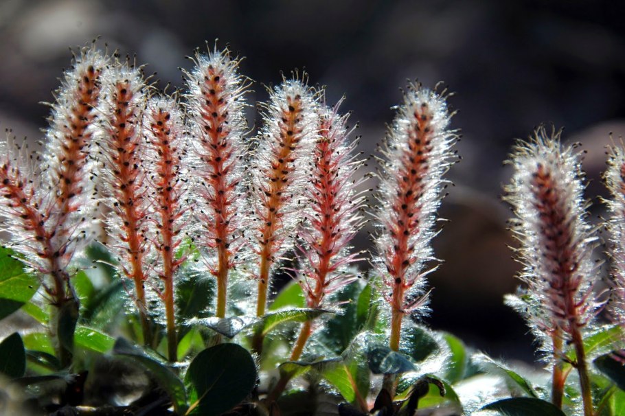 Растения тундры Полярная Ива