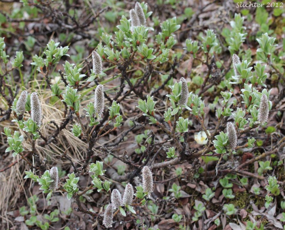 Полярная Ива в тундре