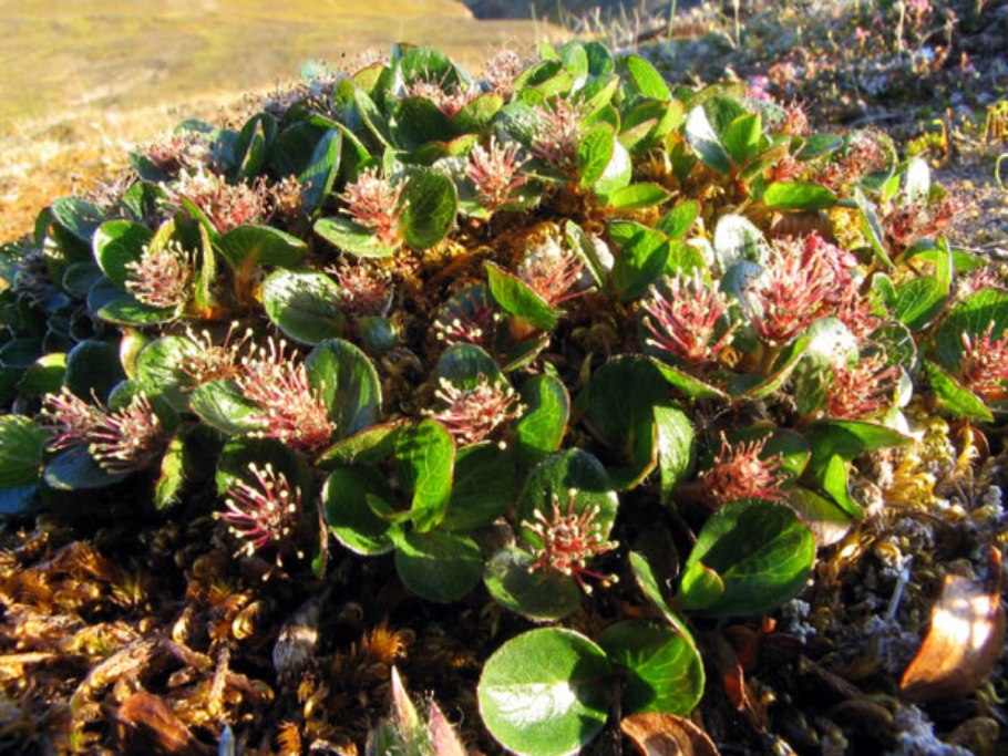 Ягель в тундре